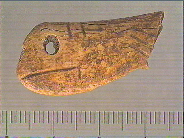 Contour découpé, os hyoïde_1