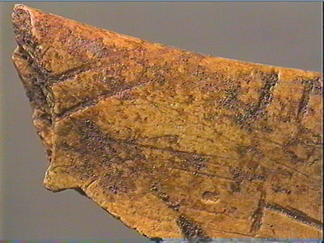 Contour découpé, os hyoïde_3