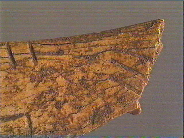 Contour découpé, os hyoïde_6