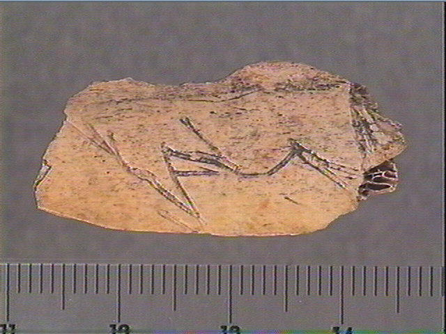 Côte_1