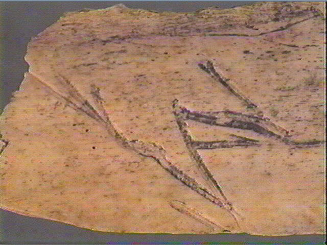 Côte_3