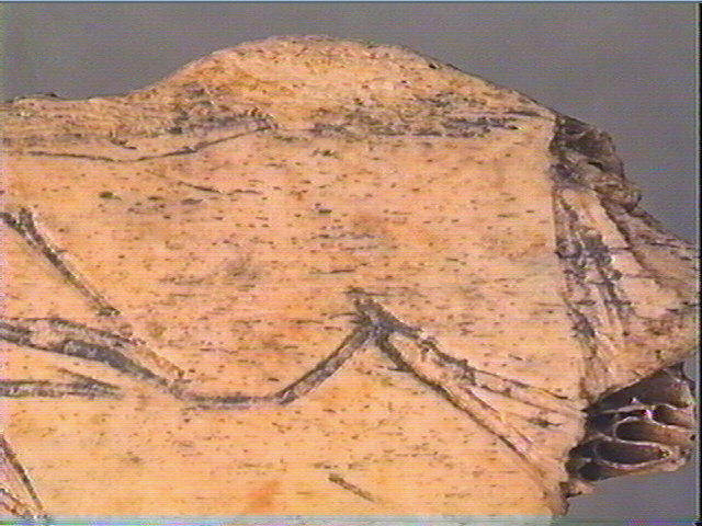 Côte_4
