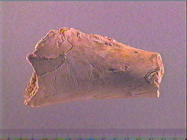 Humérus (ours)_0