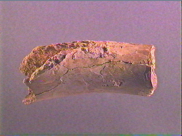 Humérus (ours)_1