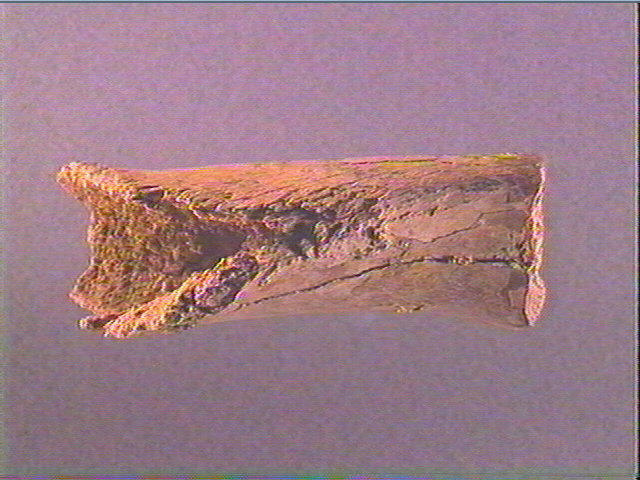 Humérus (ours)_2