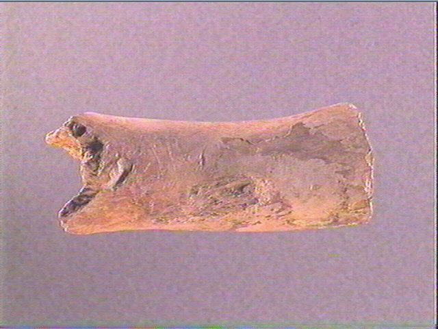 Humérus (ours)_3