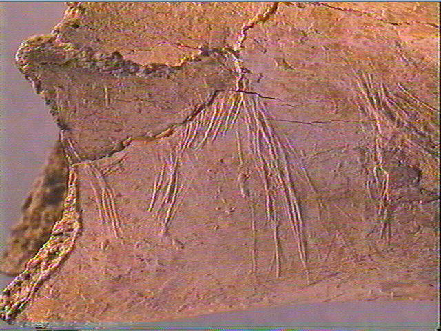 Humérus (ours)_4