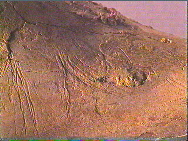 Humérus (ours)_5