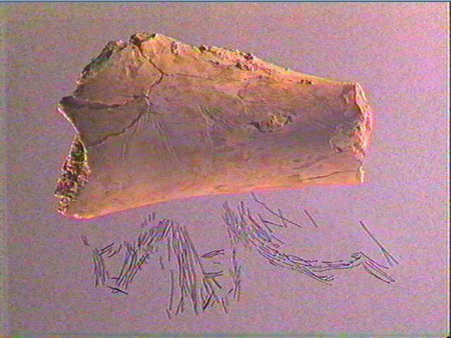 Humérus (ours)_6