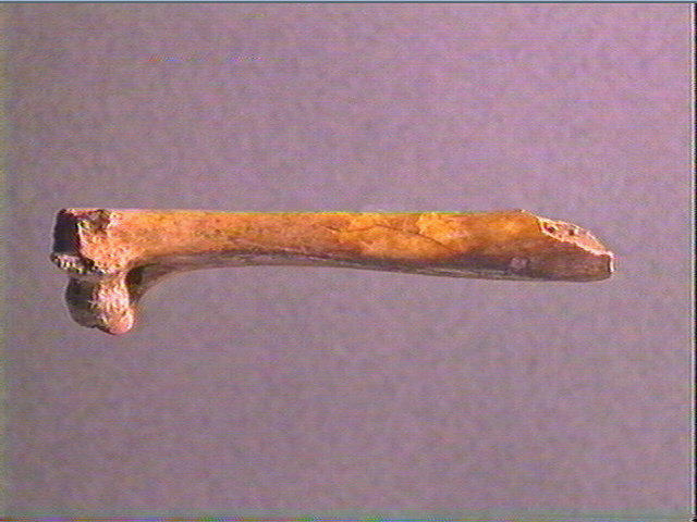 Diaphyse (perforé)_1