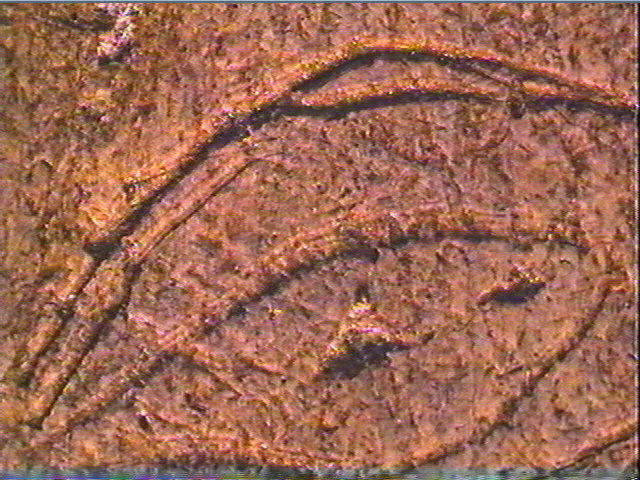Os indéterminé_5