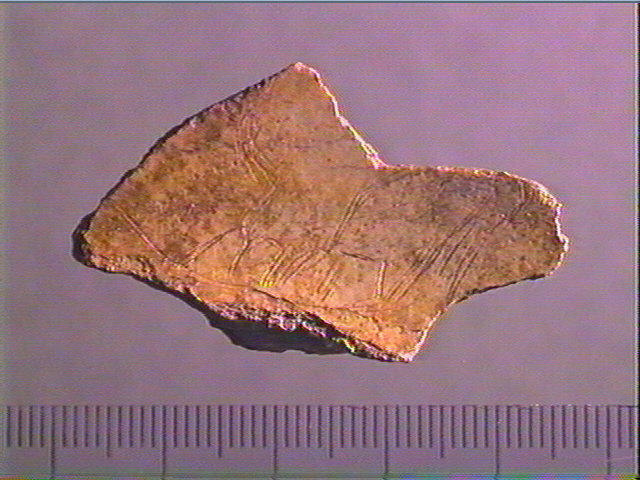Scapula_0