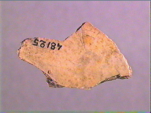 Scapula_2