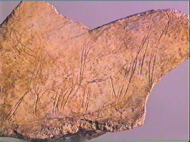 Scapula_3
