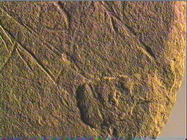 Plaquette (fragment)_5