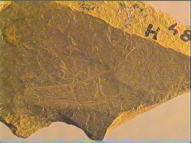 Plaquette (fragment)_4