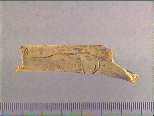Os indéterminé (oiseau)_0