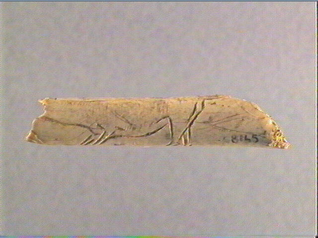 Os indéterminé (oiseau)_1