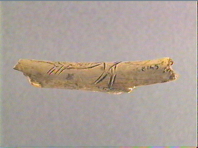Os indéterminé (oiseau)_2