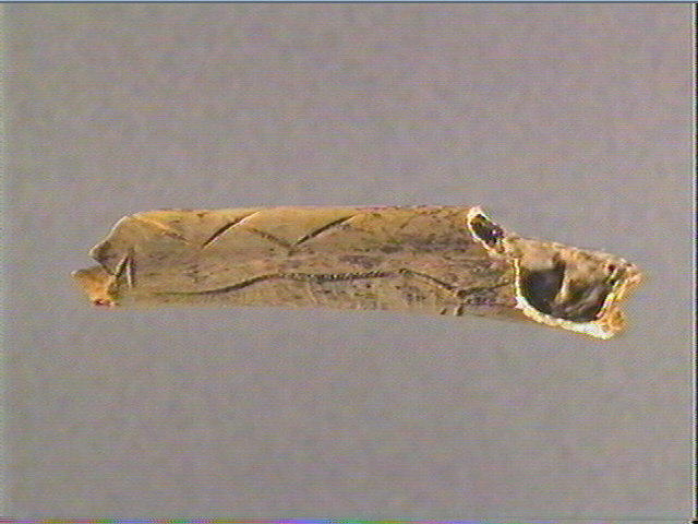 Os indéterminé (oiseau)_3