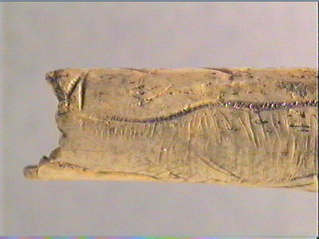 Os indéterminé (oiseau)_4