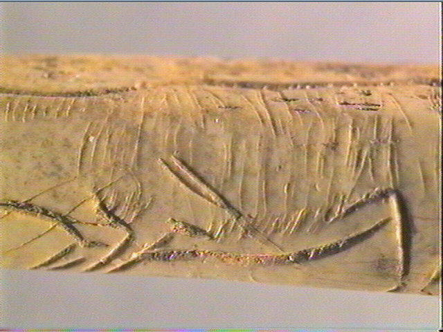 Os indéterminé (oiseau)_5