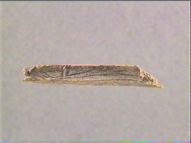 Lissoir_1