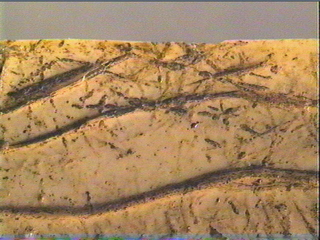 Lissoir_5
