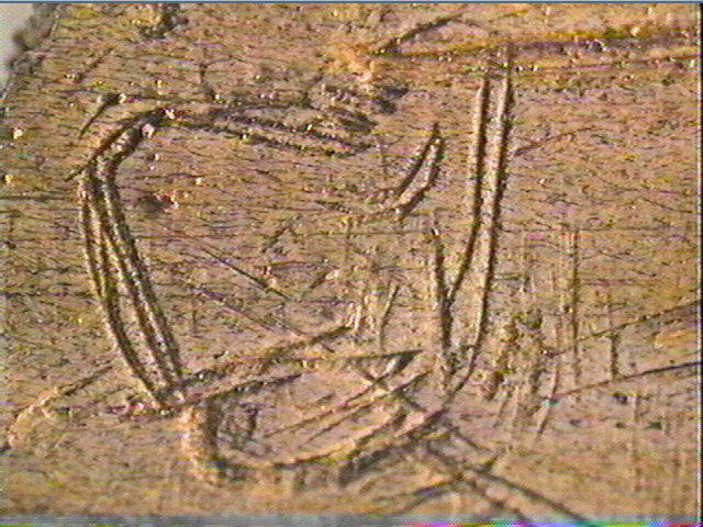 Os indéterminé_5