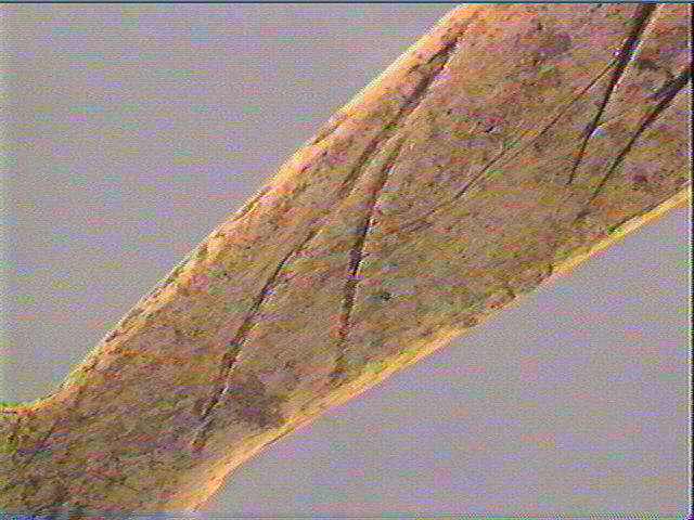 Pendeloque, côte_6