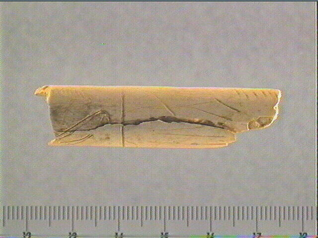 Tube, os indéterminé (oiseau)_0