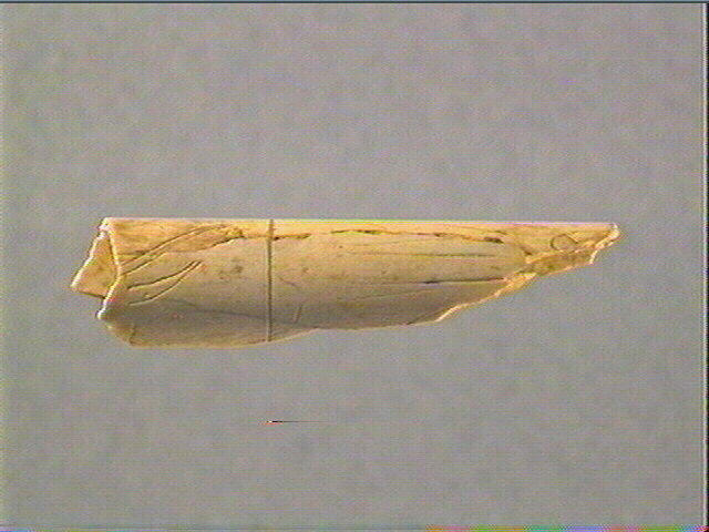 Tube, os indéterminé (oiseau)_1