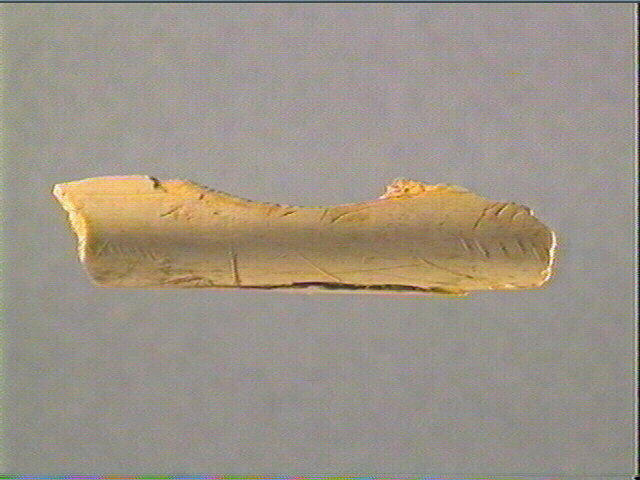 Tube, os indéterminé (oiseau)_2