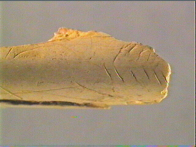 Tube, os indéterminé (oiseau)_6
