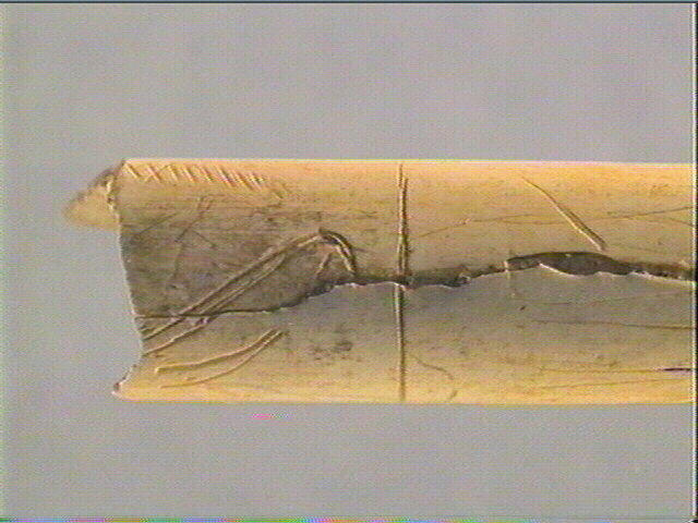 Tube, os indéterminé (oiseau)_3