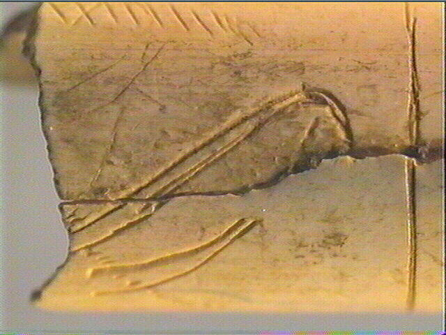 Tube, os indéterminé (oiseau)_4