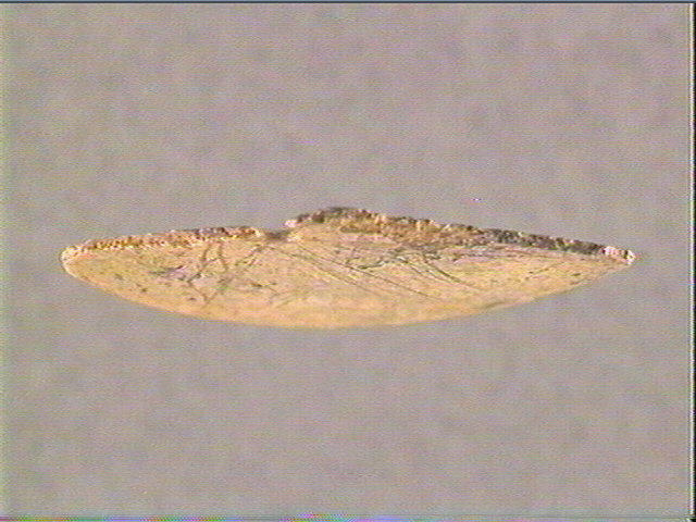Rondelle, scapula_1