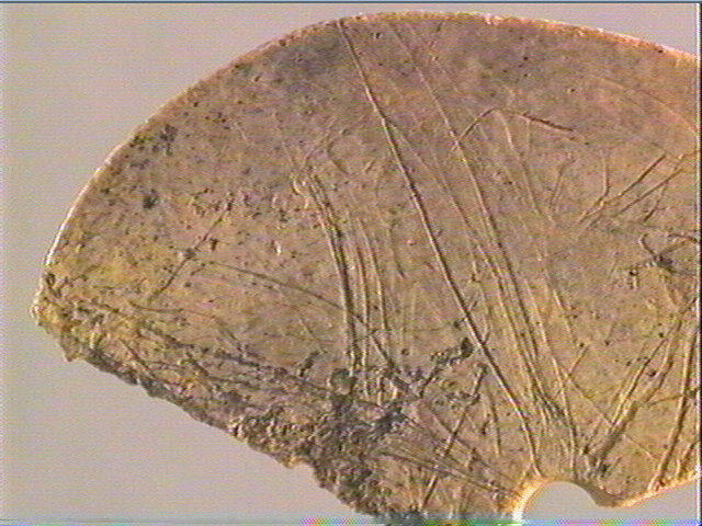 Rondelle, scapula_5