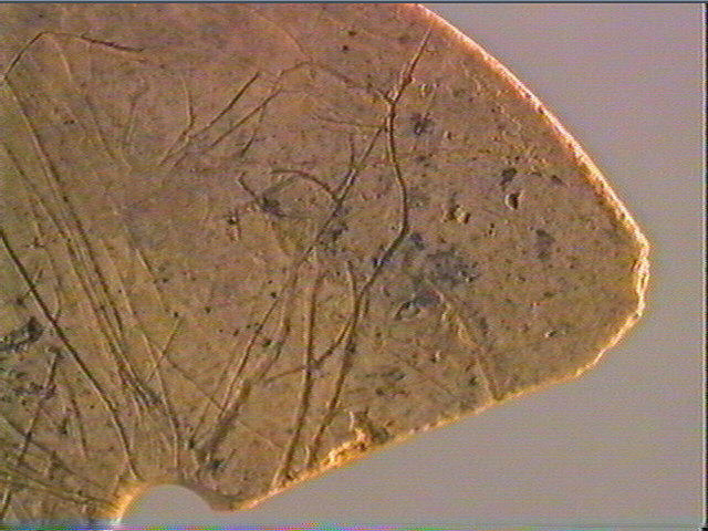 Rondelle, scapula_3