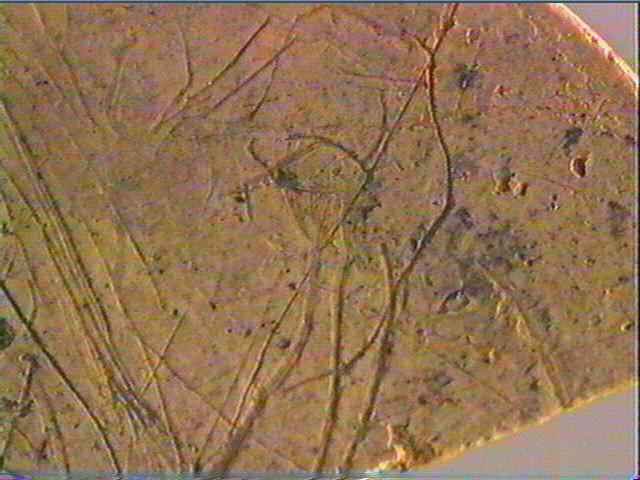 Rondelle, scapula_4
