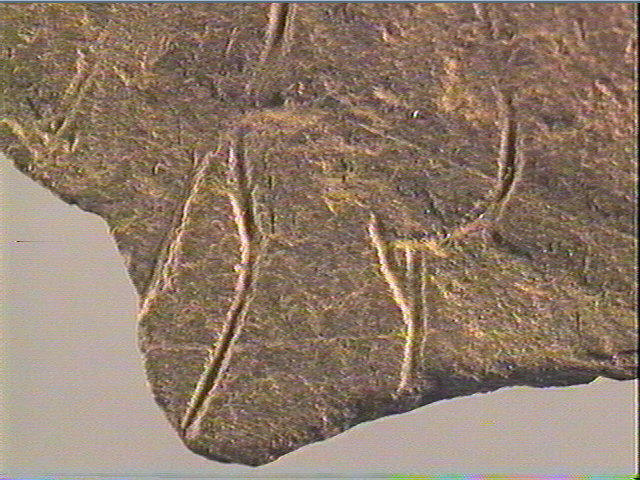 Plaquette (fragment)_4