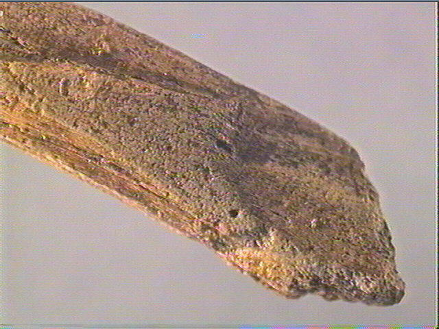 Andouiller (renne)_6