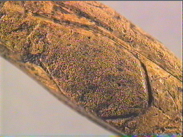 Coin_3
