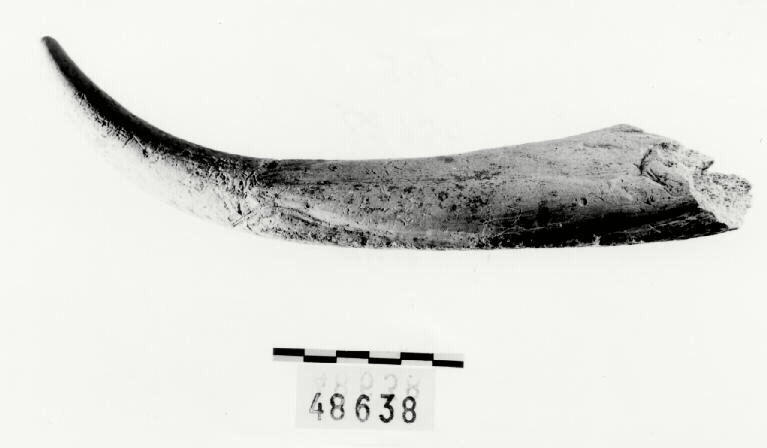 Bois de cerf (indéterminé, fragment)_0