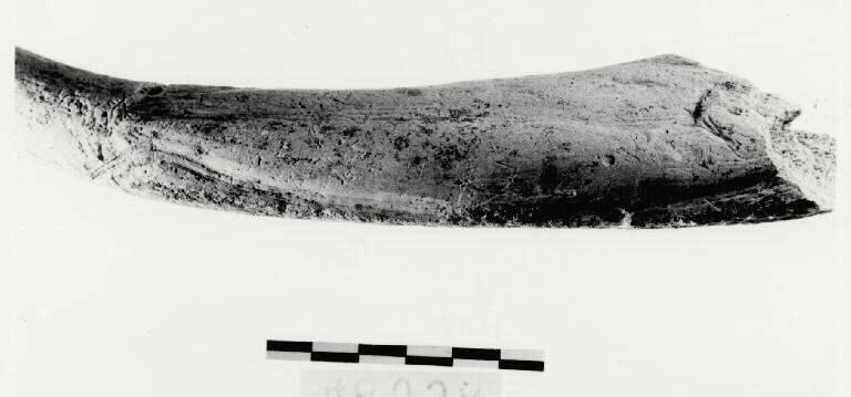 Bois de cerf (indéterminé, fragment)_1