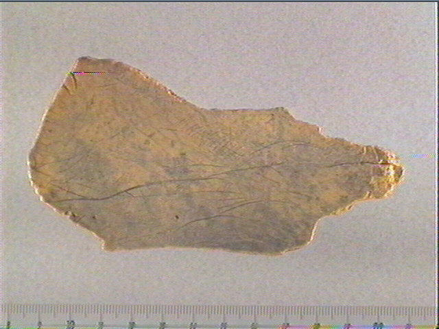 Scapula_0