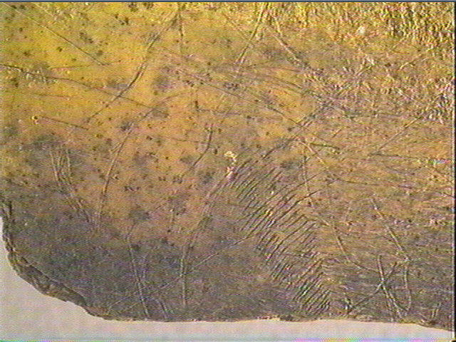 Scapula_1