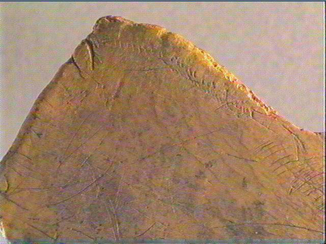 Scapula_4