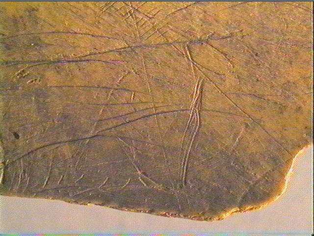 Scapula_6