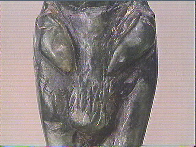 L'hermaphrodite_5